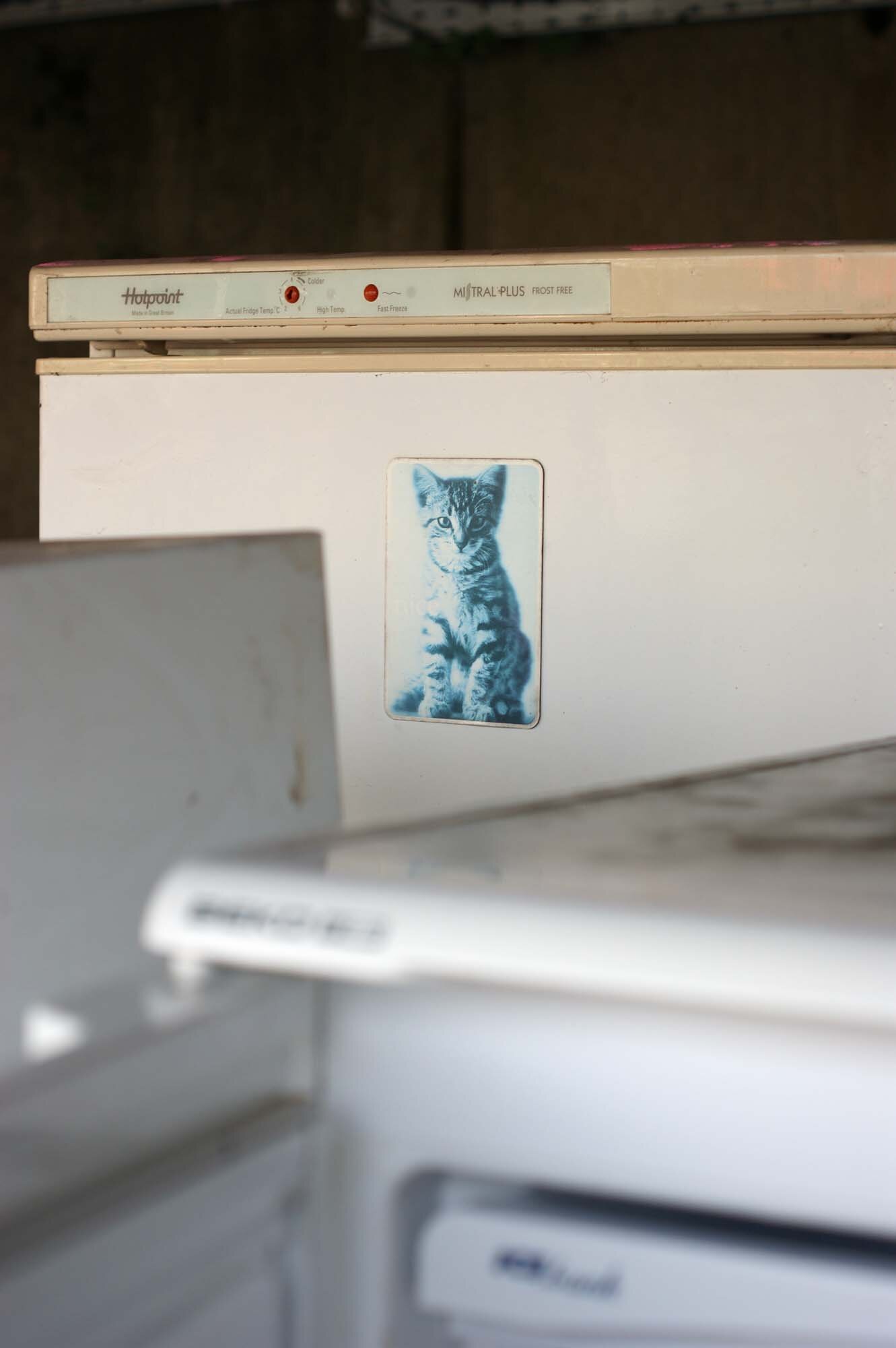 Kitten (2016)