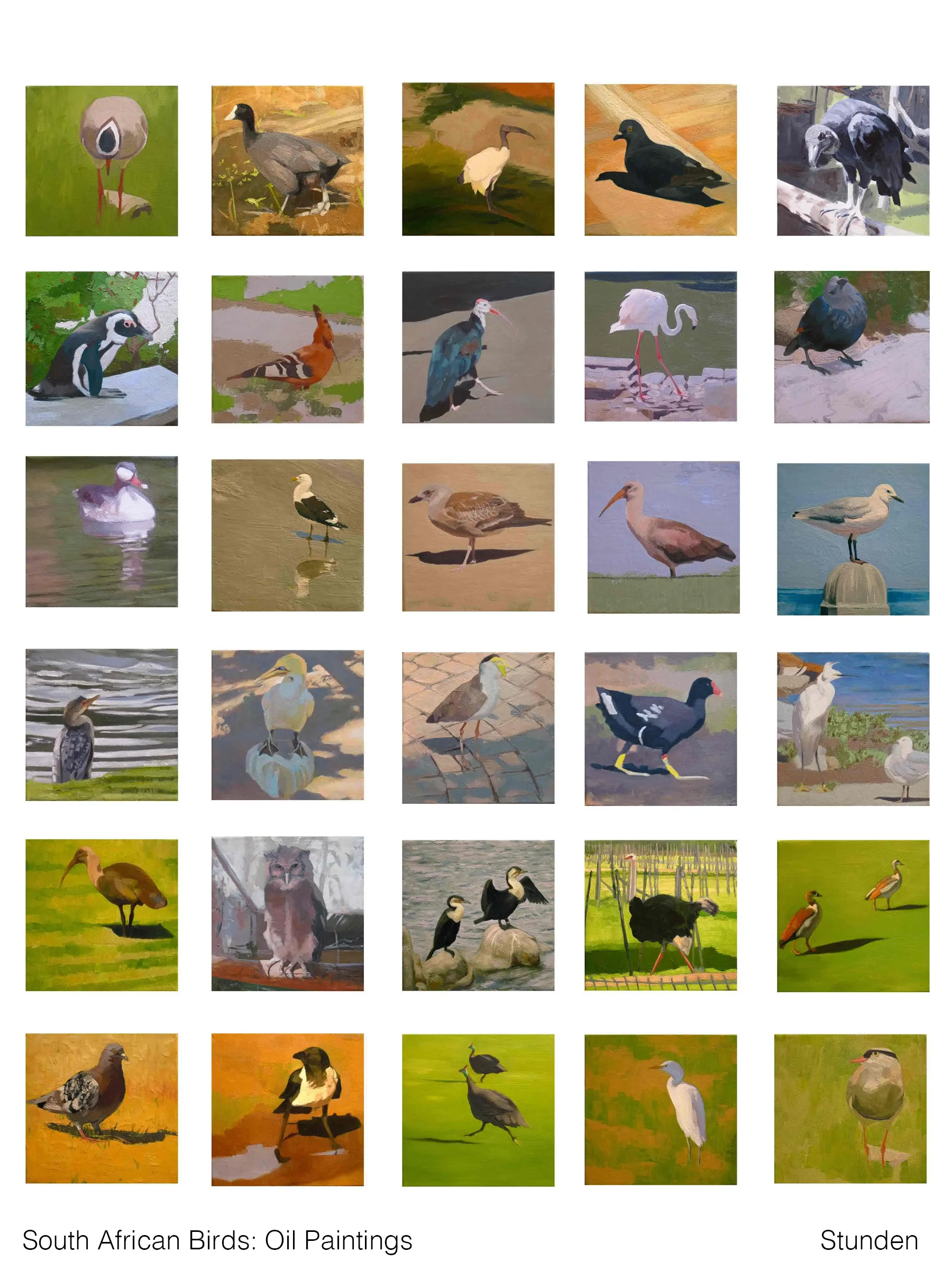 4. Stunden South African Birds .jpg