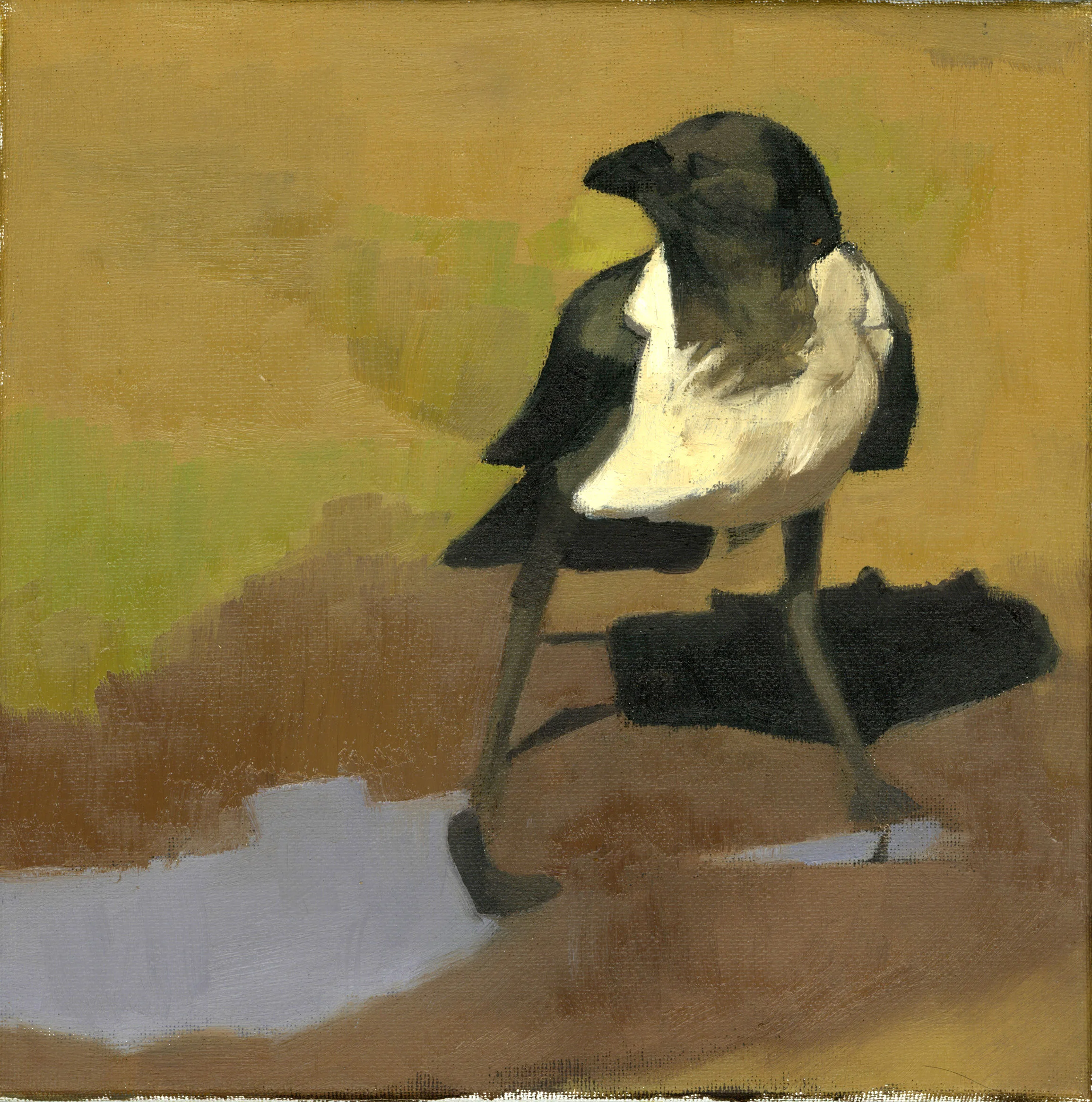 piedCrow from scan.jpg