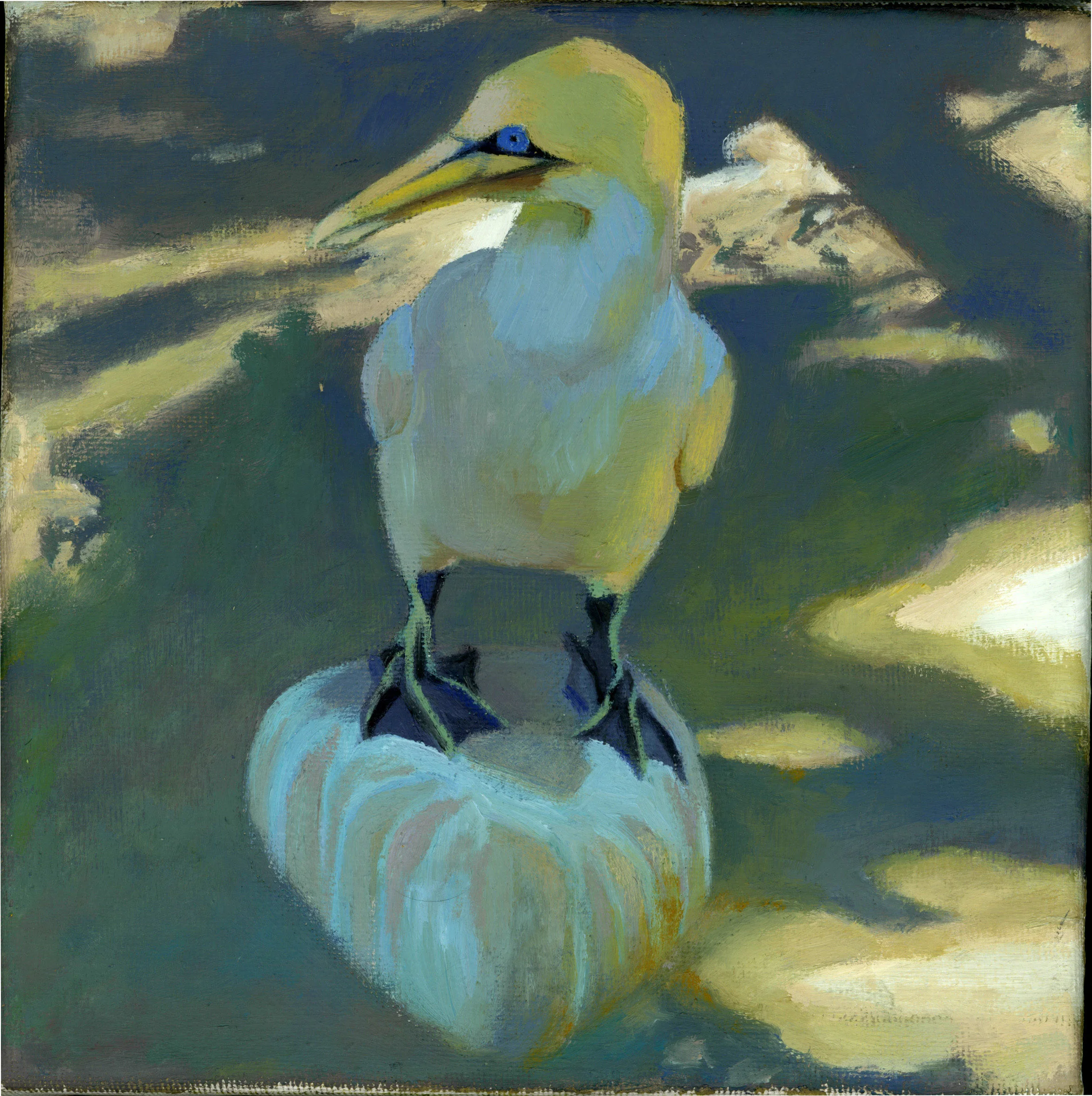 CapeGannet from scan.jpg