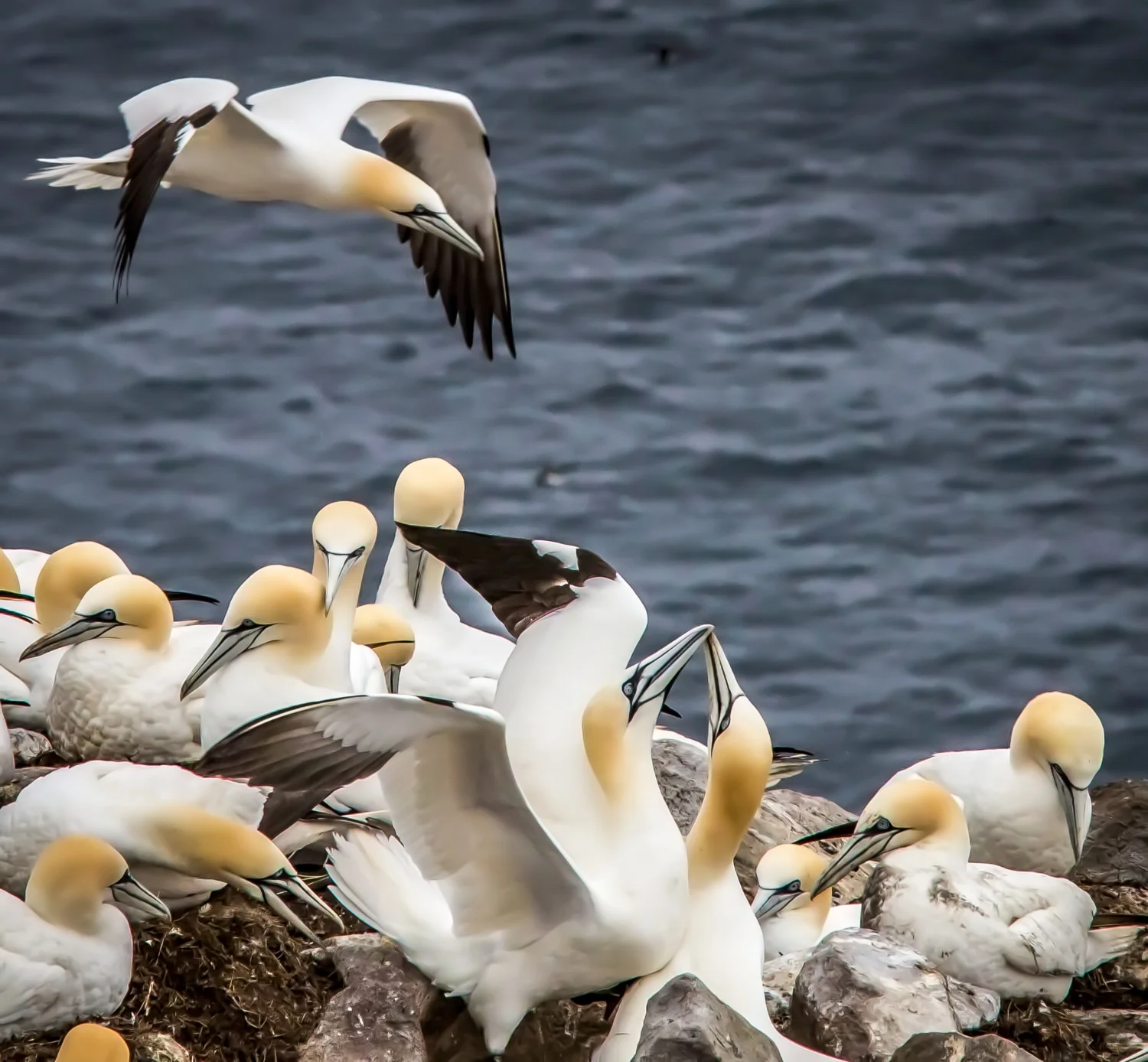 nfld2015-gannets-01.jpg