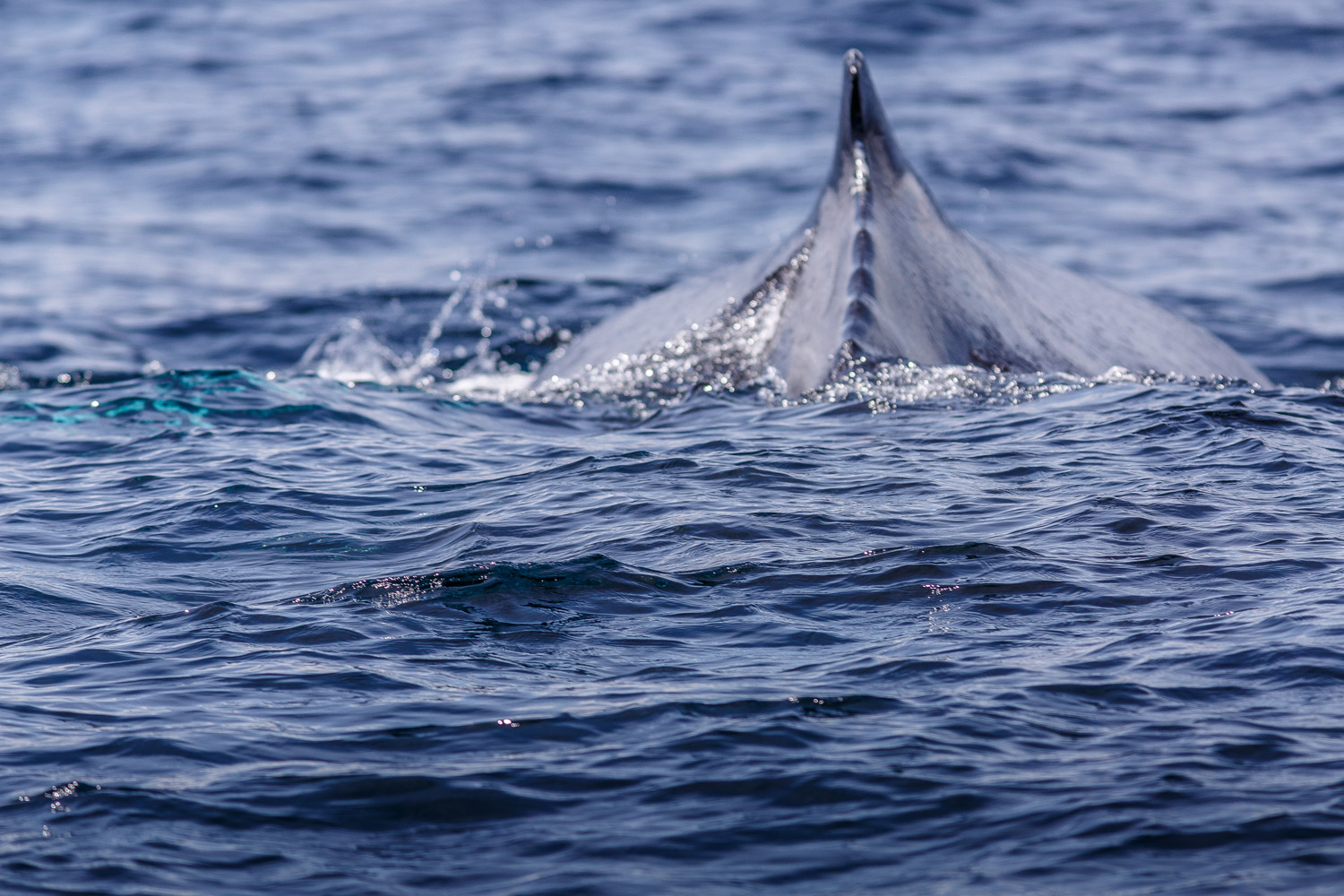 Humpback Whale, Bay Bulls 2015.06.24