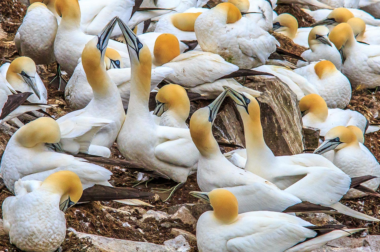 Northern Gannets, Cape St. Mary's Ecological Reserve 2015.06.27