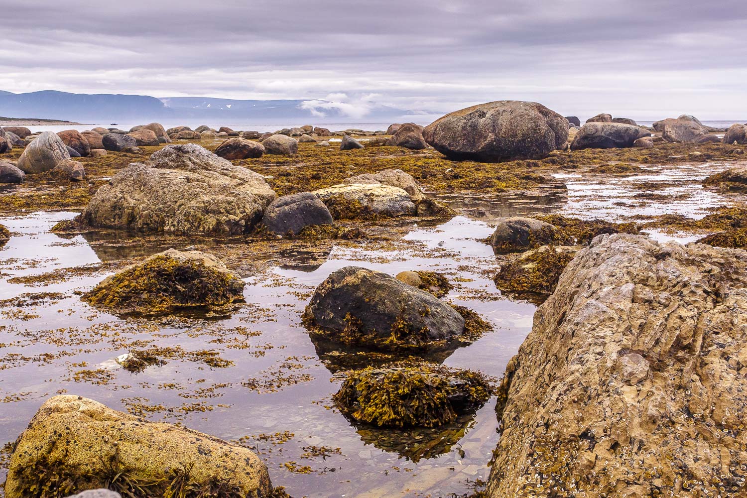 Green Point, Gros Morne National Park 2015.07.06