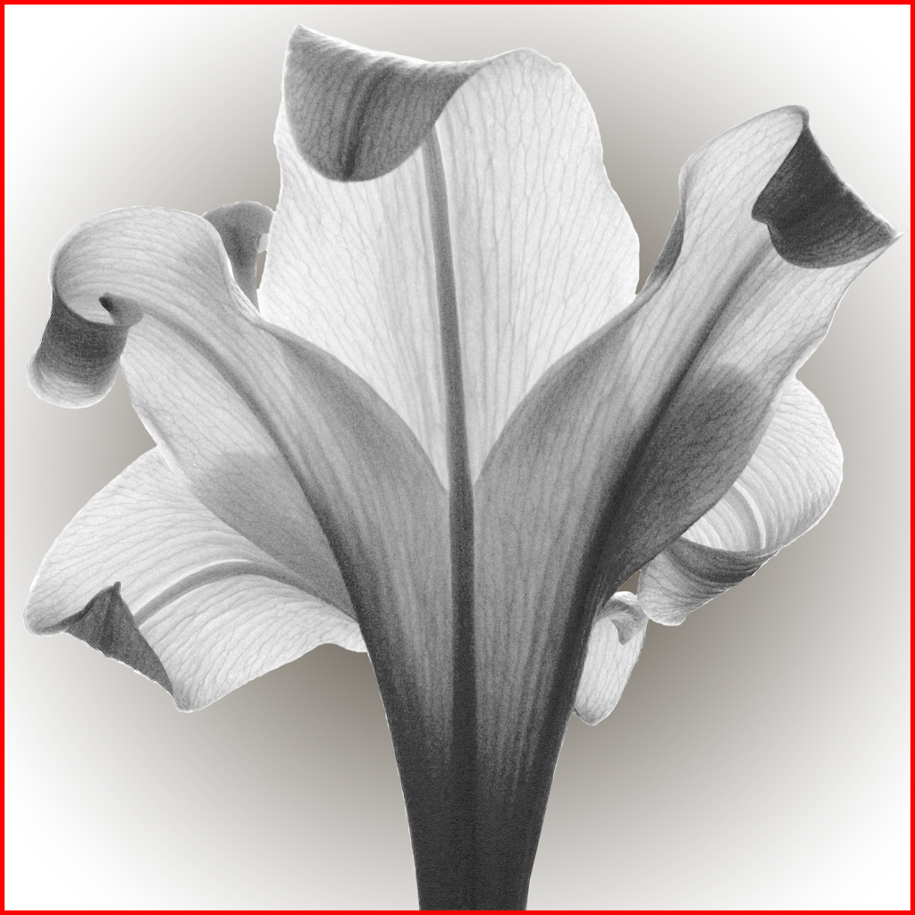 White Lily 2005.04.10