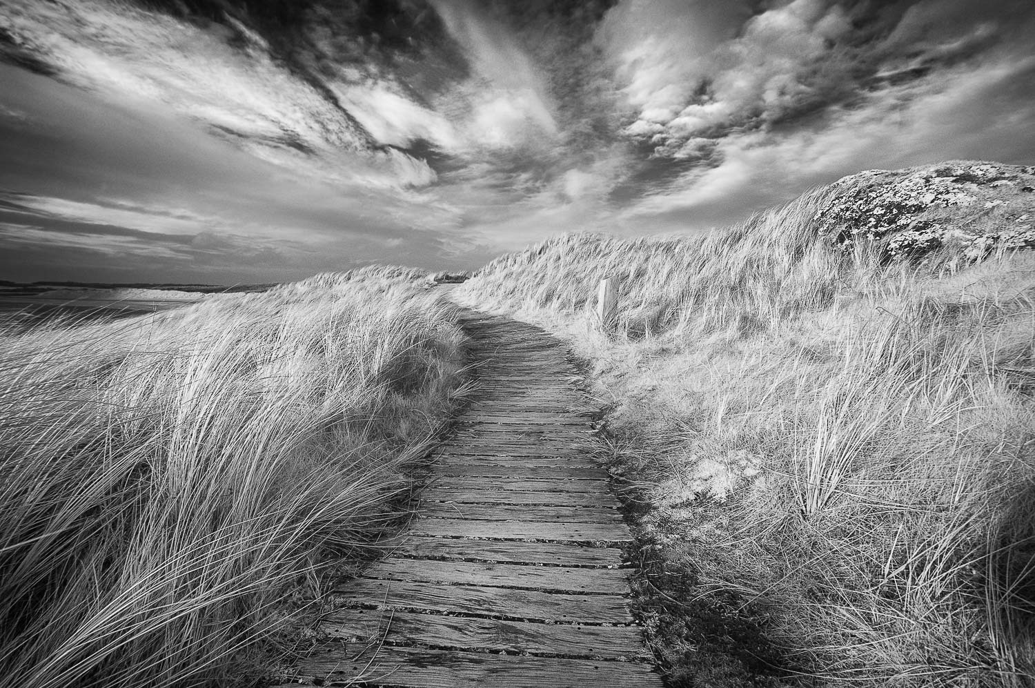 On the Ridge, Ynys Llanddwyn, Anglesey 2019.03.12