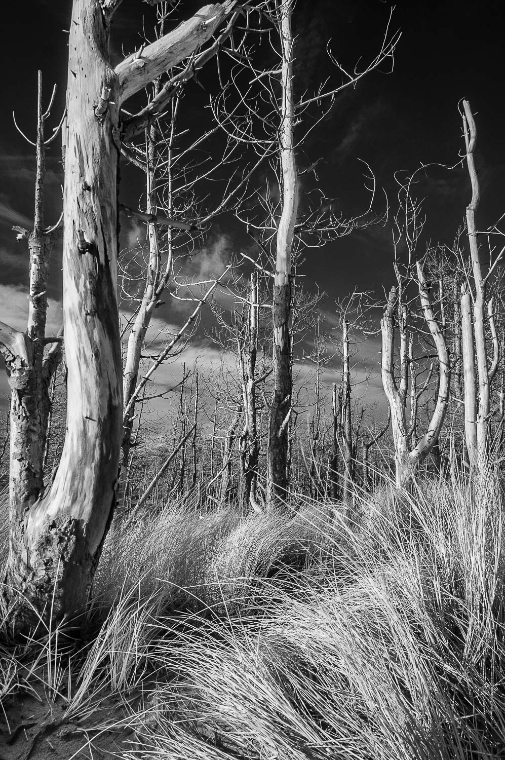 Newborough Beach, Anglesey 2019.03.12