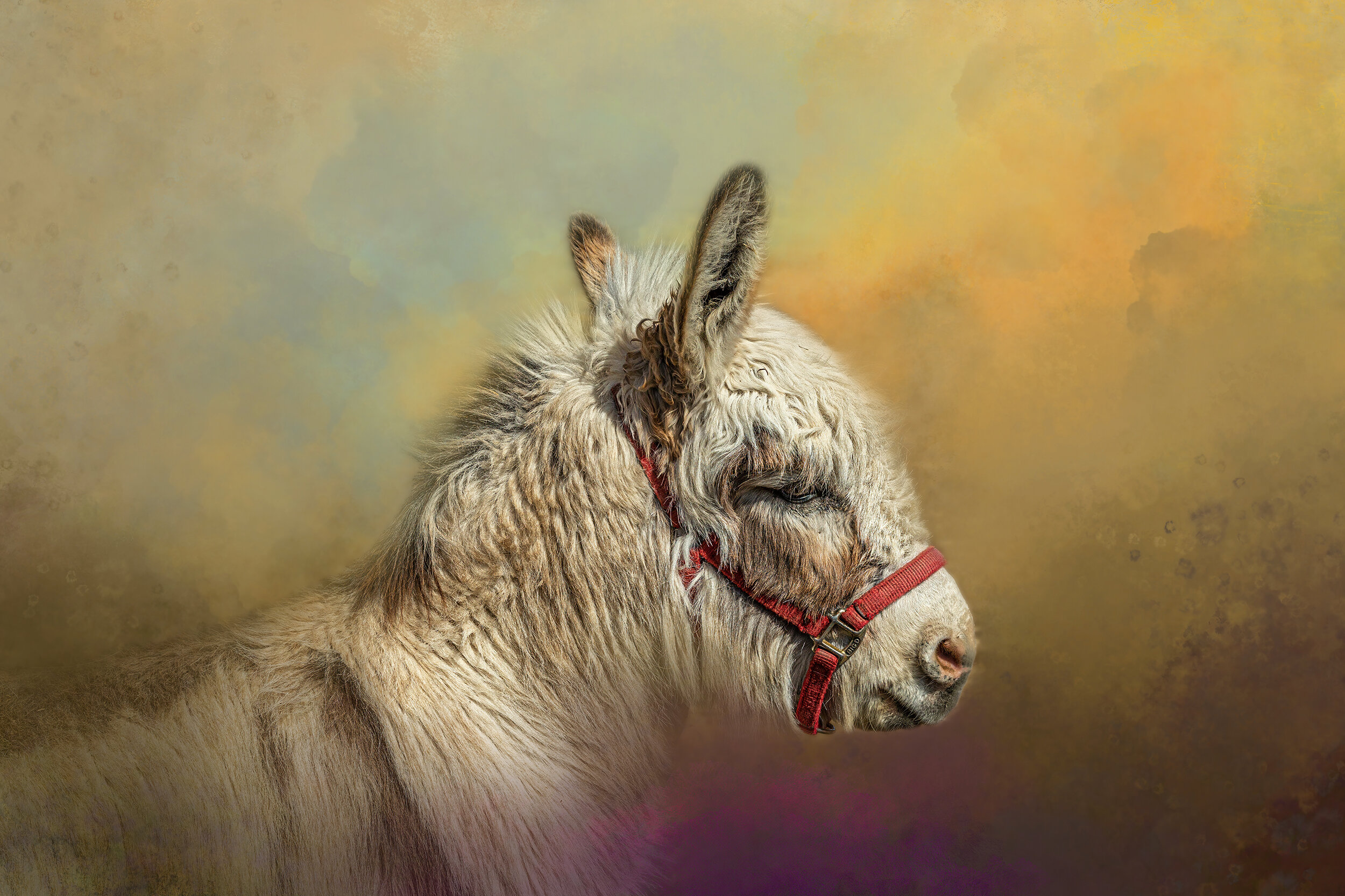 William, Primrose Donkey Sanctuary 2020.03.12