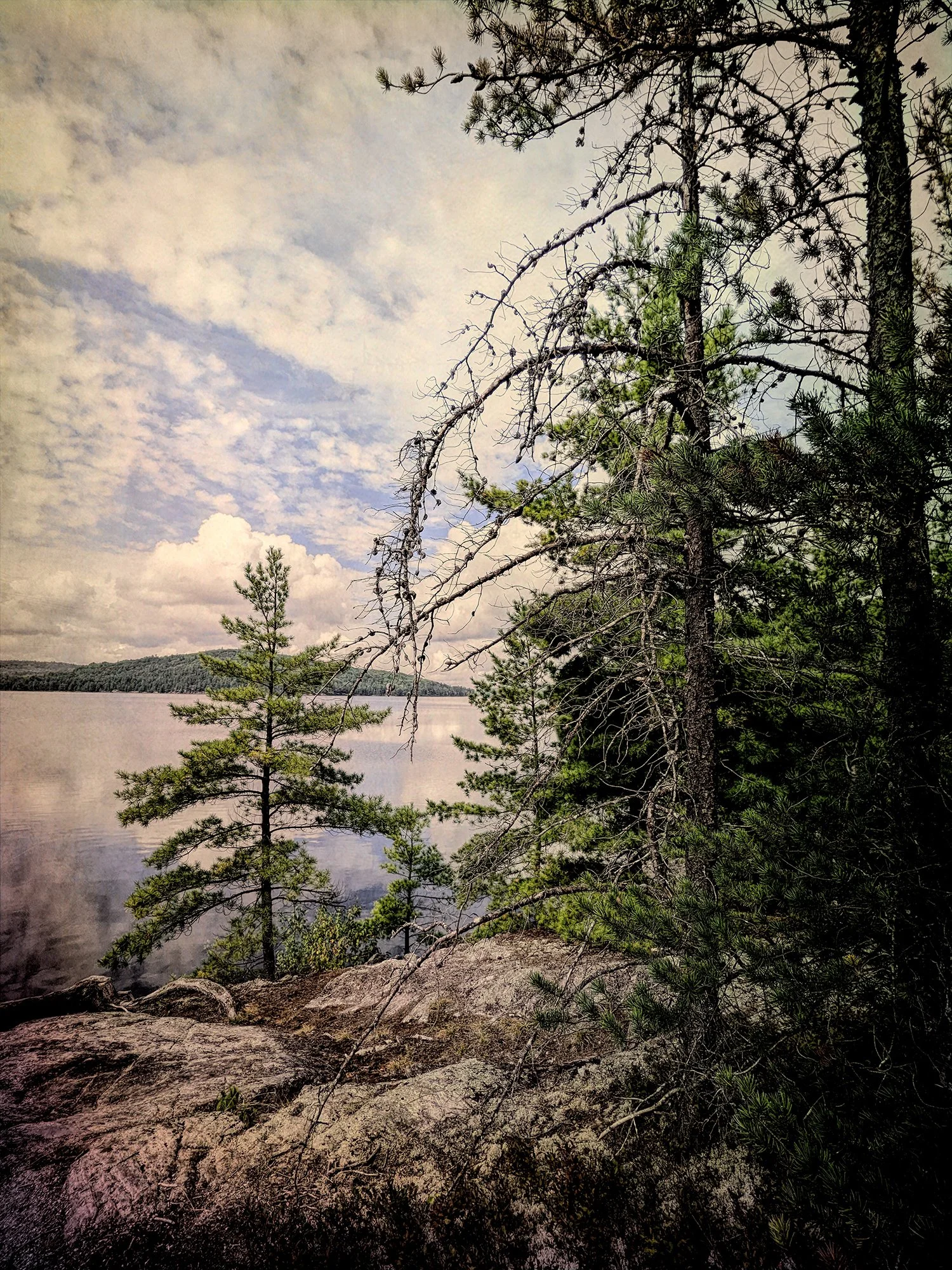 Jack Pine, Achray, Algonquin 2022.09.12