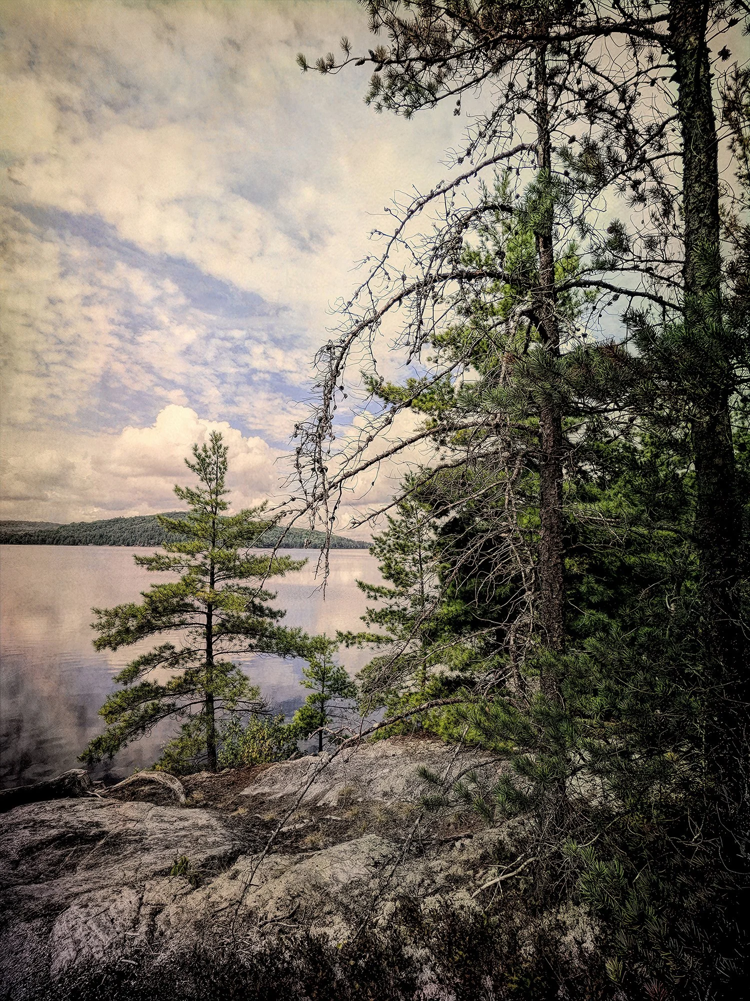 Jack Pine, Grand Lake, Algonquin 2022.09.12