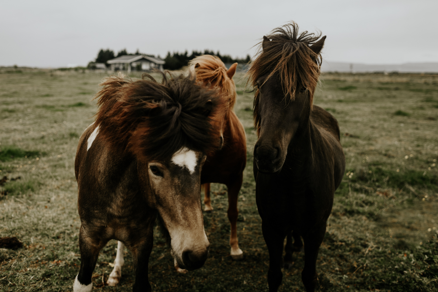 Destination Elopement Photographer in Vik, Iceland