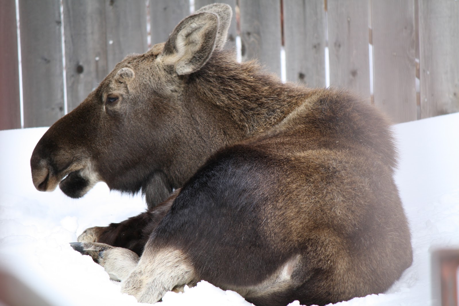 Moose in the Yard - taking a snooze We had a moose visit our yard last winter. This photo was taken out by our garden. I'm sure she walked over the fence, the snow was so deep! When we saw her, we opened the gates. She got up and walked out!