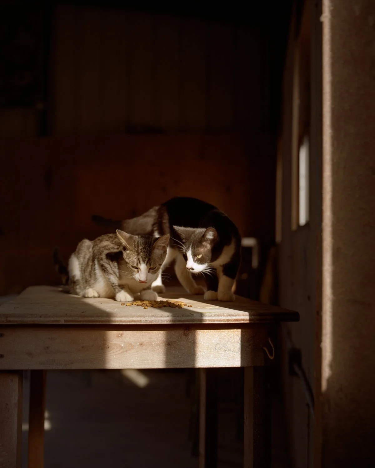 untitled_Cats(Web).jpg