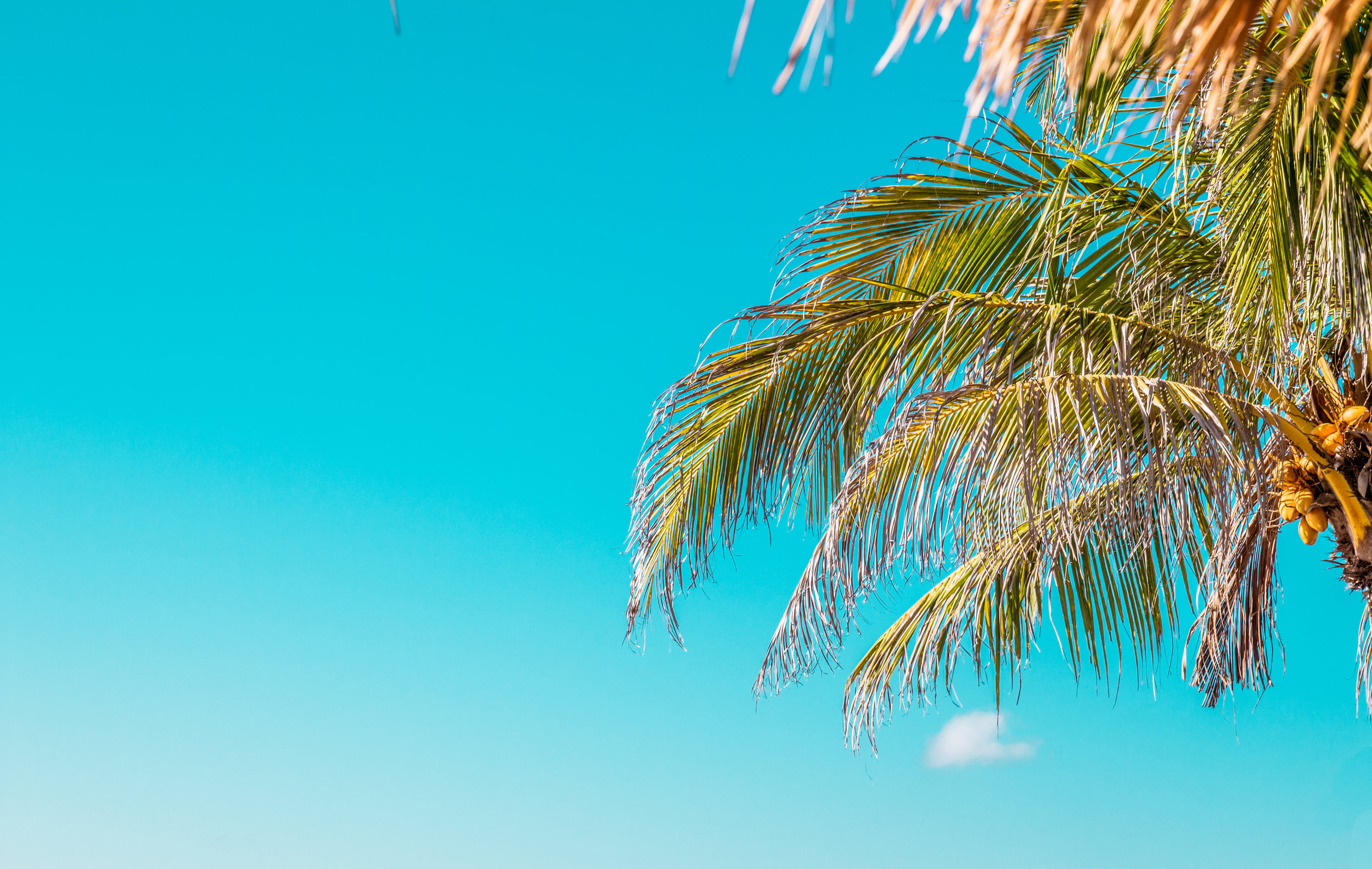 Palm Trees & Sun in Bali