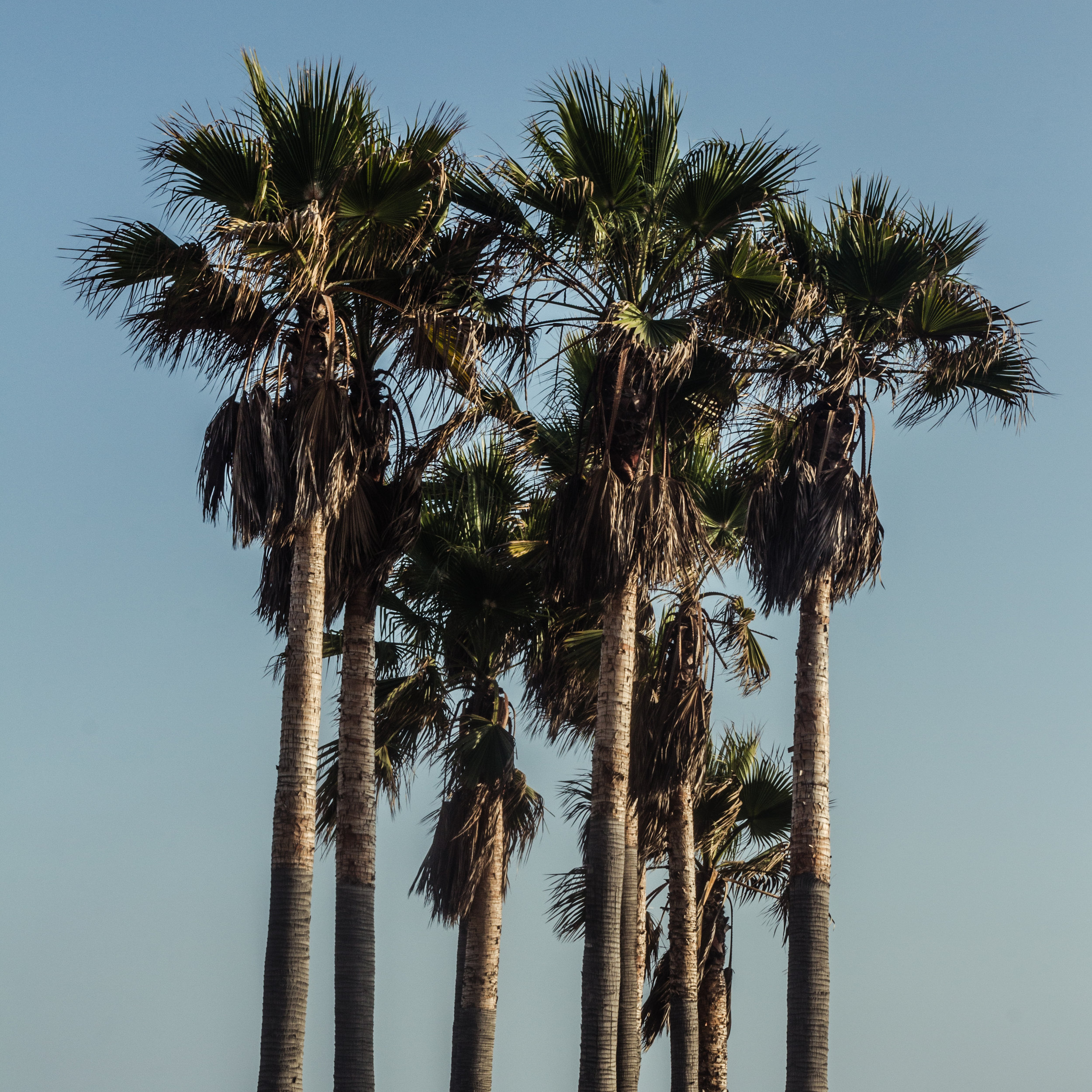 Venice Beach Palm Trees