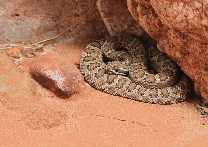 bb Rattlesnake 0913 (1).jpg