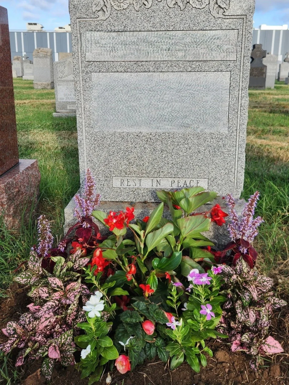 PREORDER FOR JUNE - Summer Planting