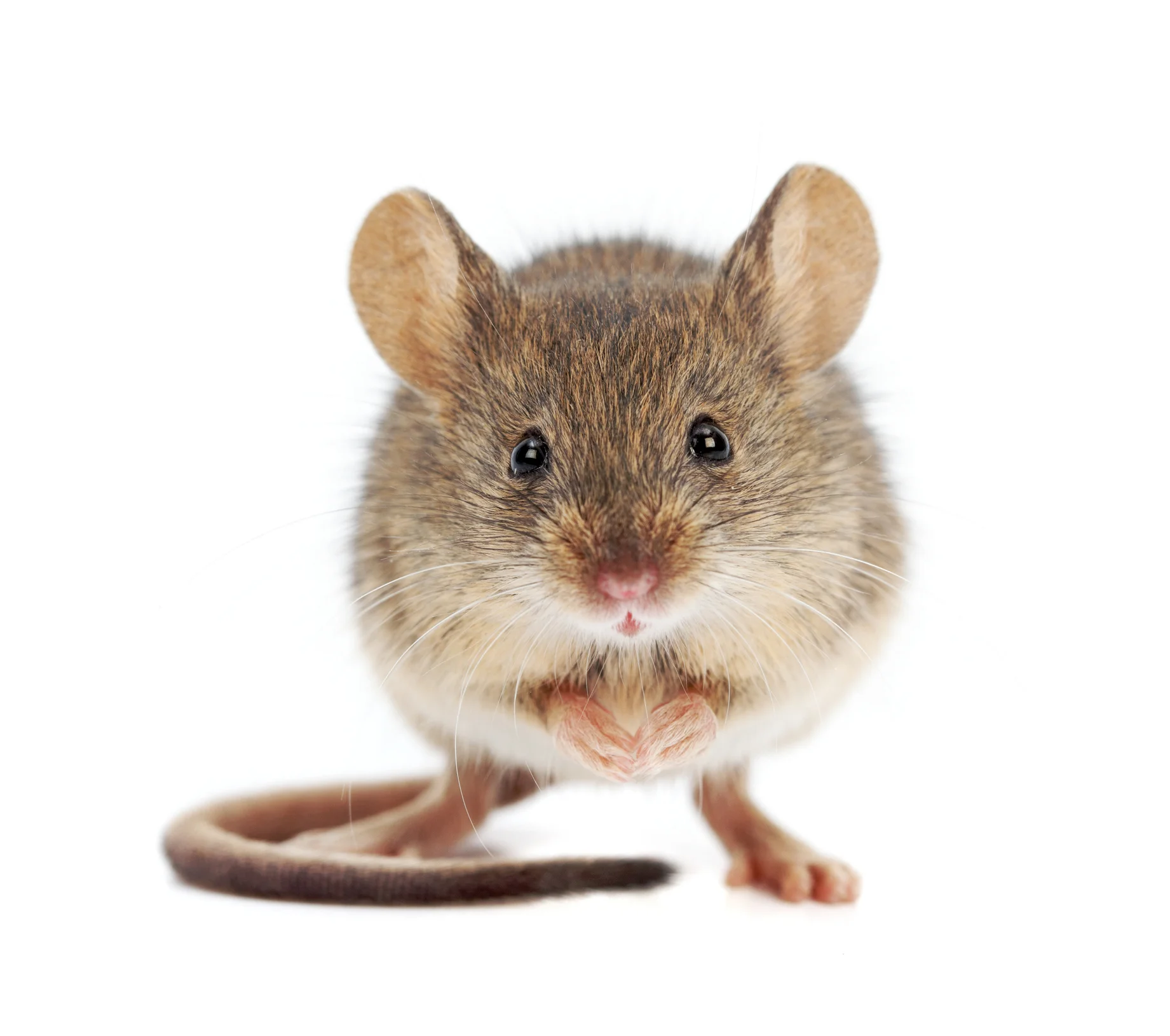 A mouse in the house