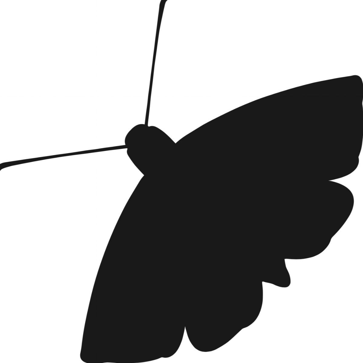 The night I was a Moth