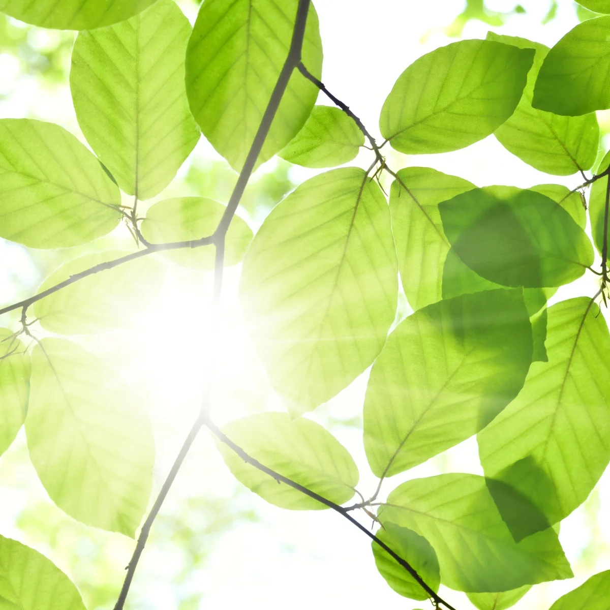 Planned obsolescence