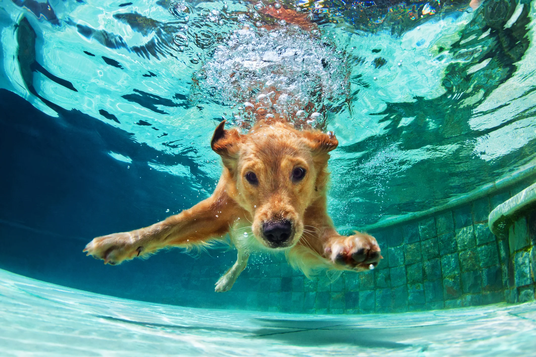 Total immersion