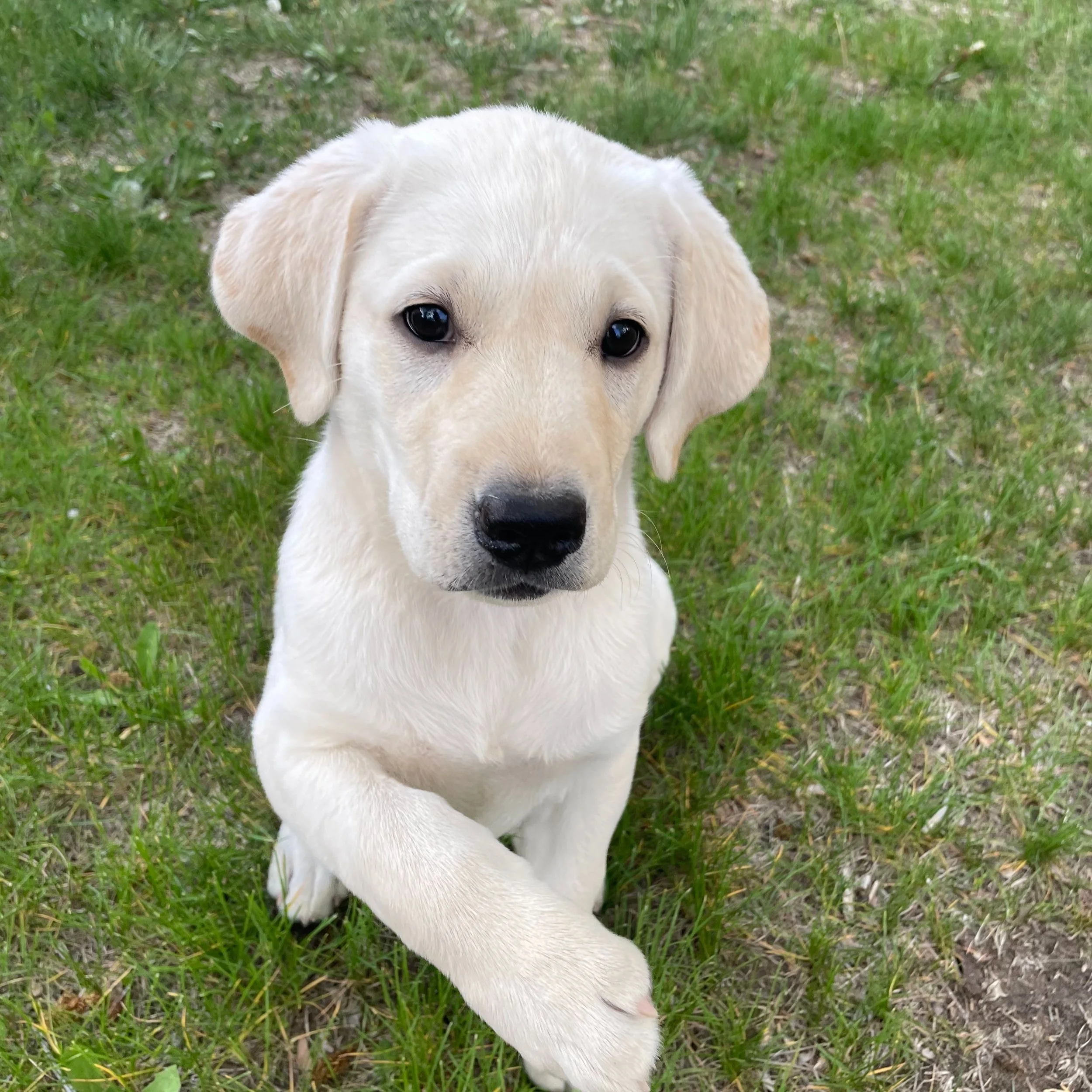 Why puppies exist
