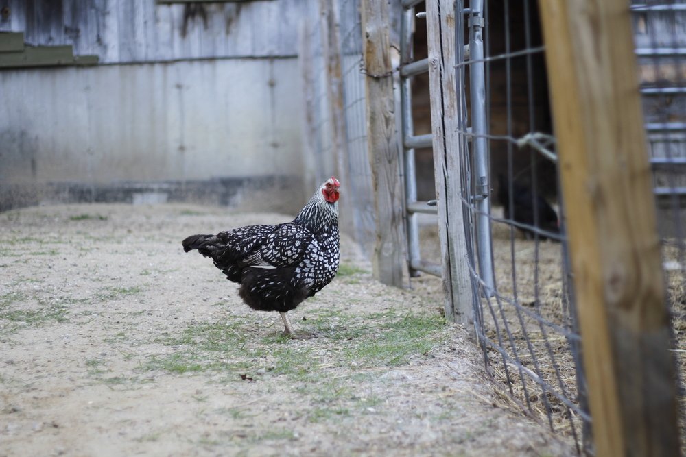 Chicken 1.jpeg