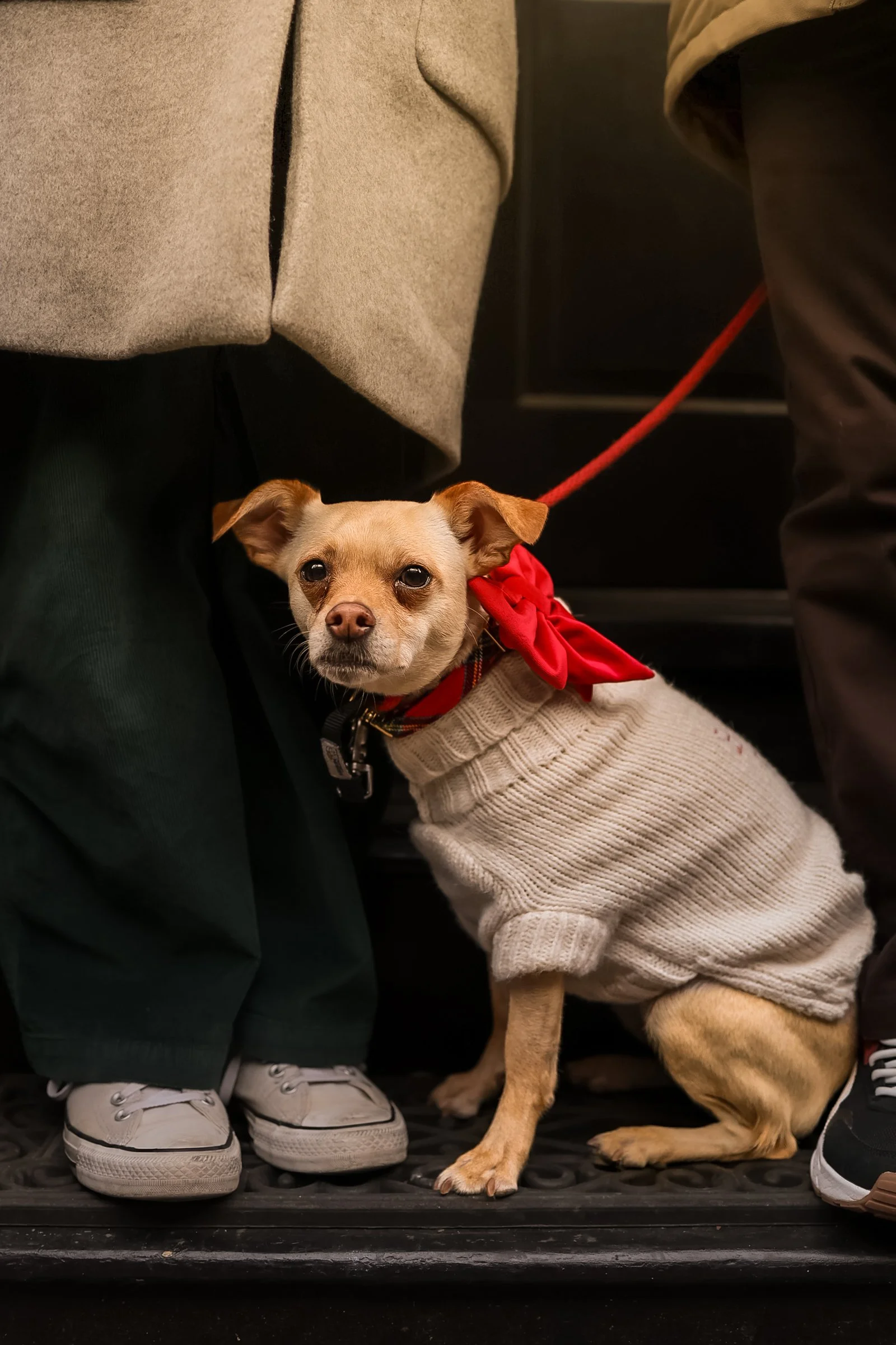 Pet Photography Desmond.jpg