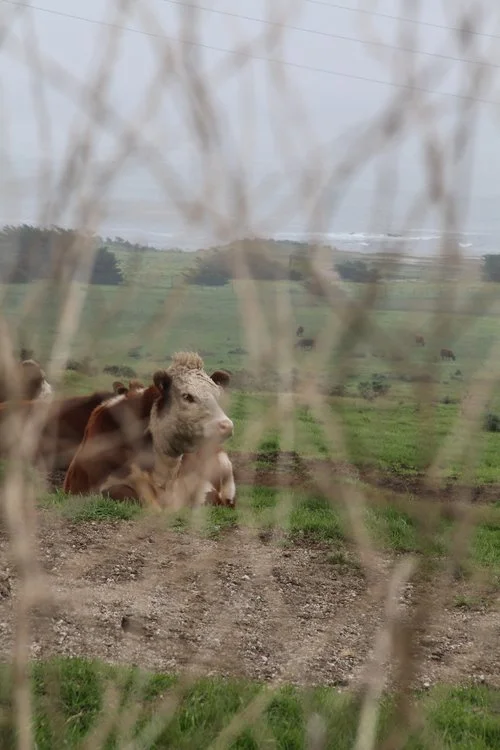 Cow 1.jpeg