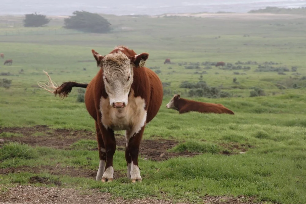 Cow 2 Fave.jpeg