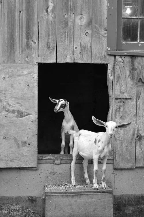 Goats BW.jpeg