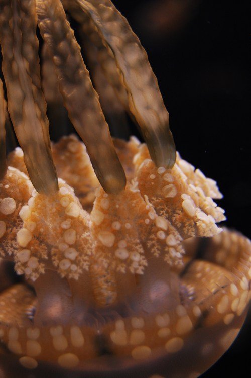 Jellyfish 2.jpeg