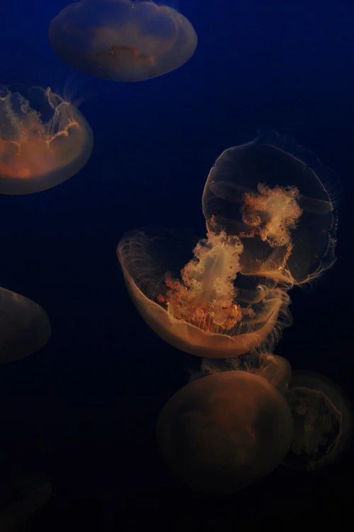 Jellyfish.jpeg