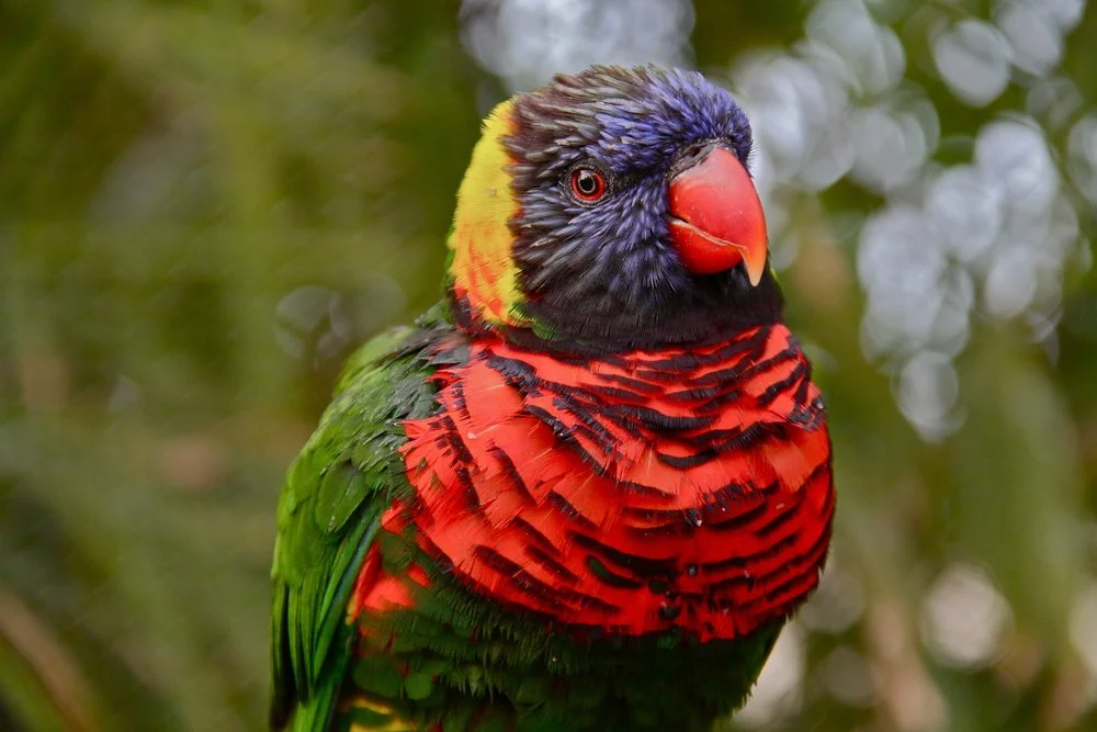 Lorikeet 1.jpeg
