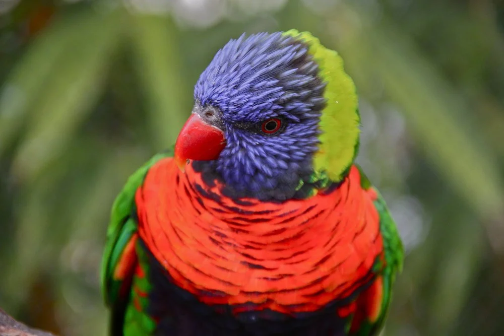 Lorikeet 3.jpeg