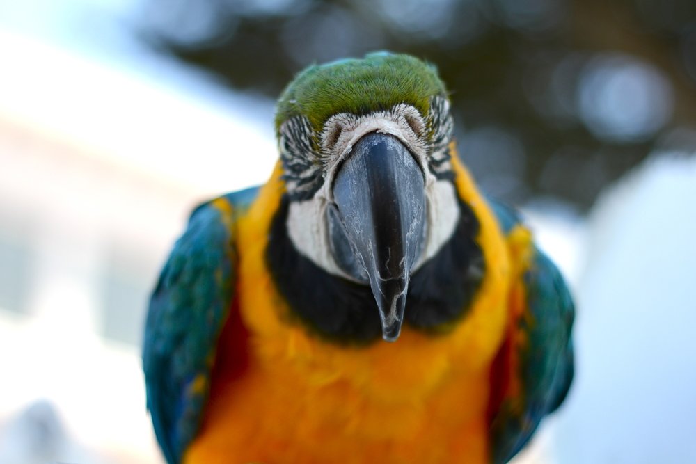Parrot 2.jpeg