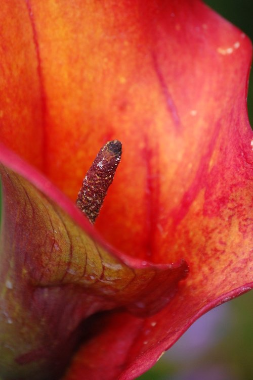 Red Lily 2.jpeg