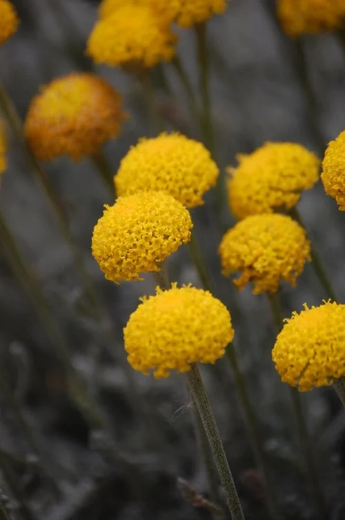 Yellow Flowers 2.jpeg