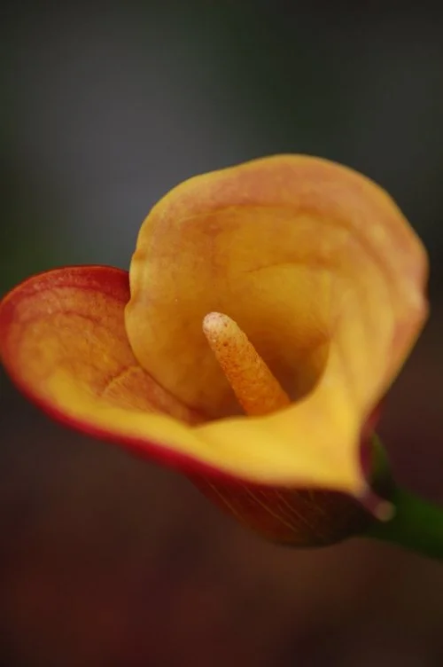 Yellow Lily 1.jpeg