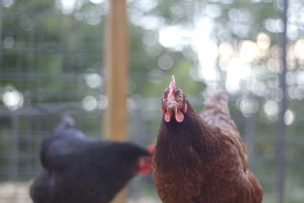 Chickens 2.jpeg
