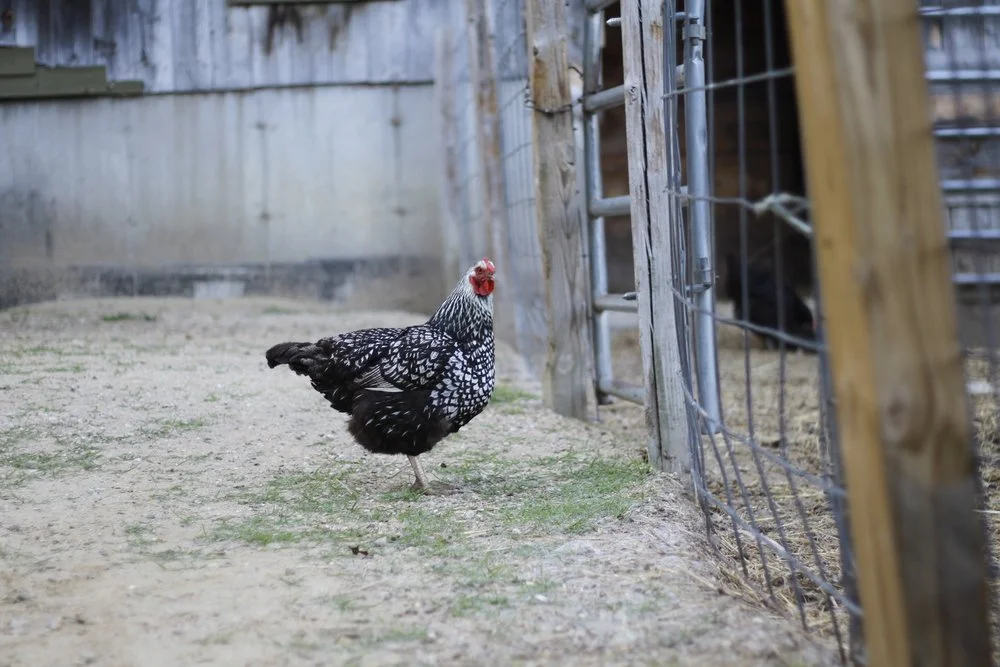 Chicken 1.jpeg