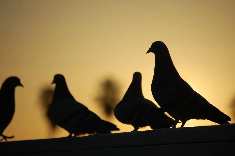 Pigeons Sillhouette.jpeg