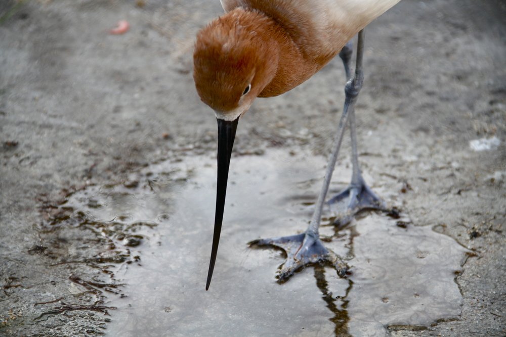 Sandpiper 1.jpeg