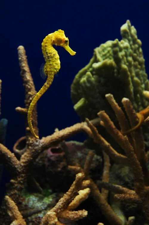 Seahorse.jpg