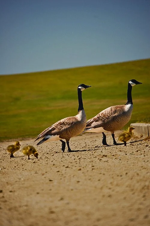 Geese and Babies.jpg