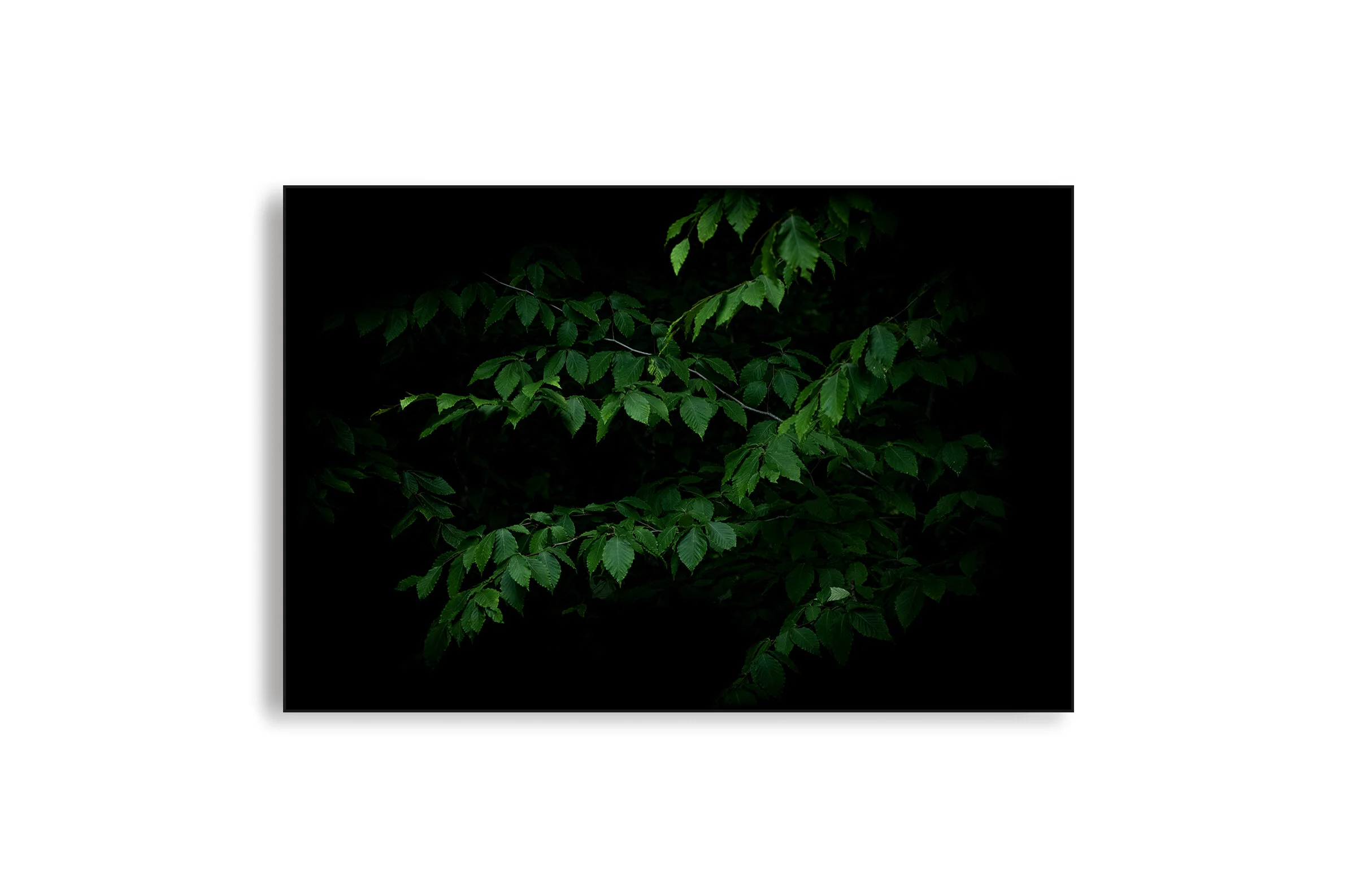 Urban Botanical: Embrace