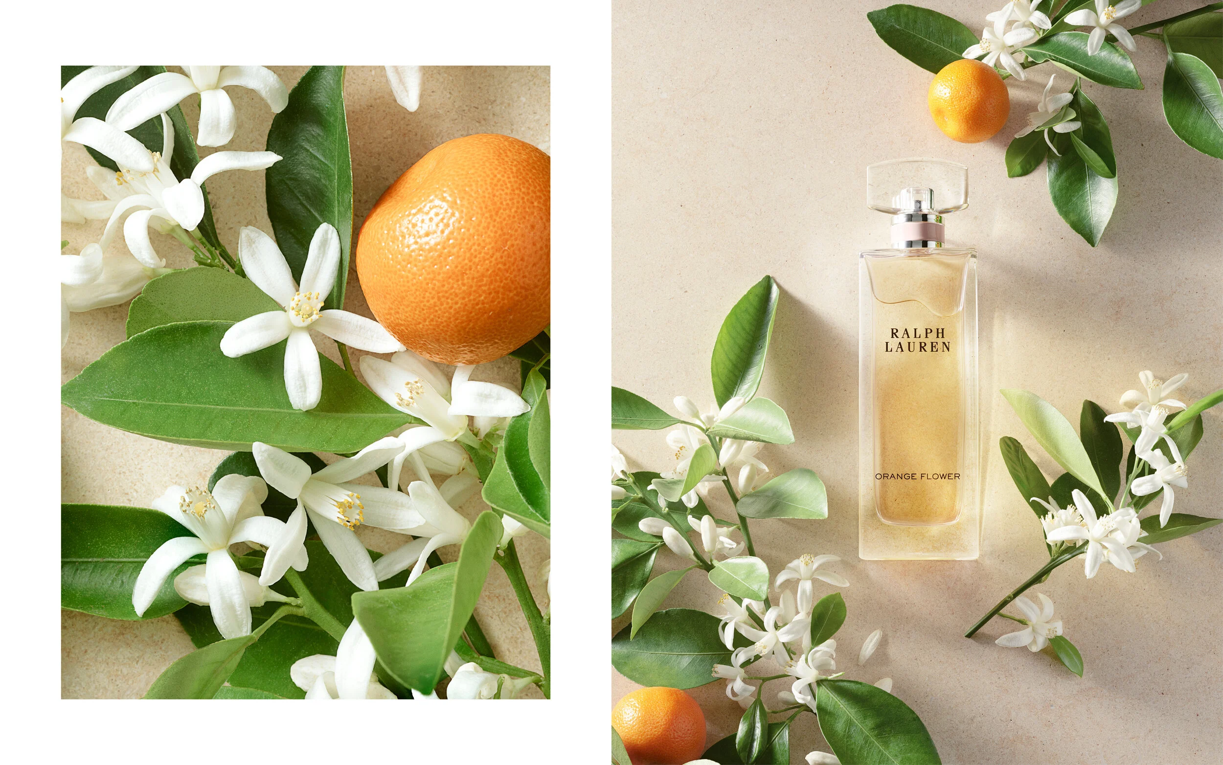 Ralph Lauren collection fragrance 5.jpg