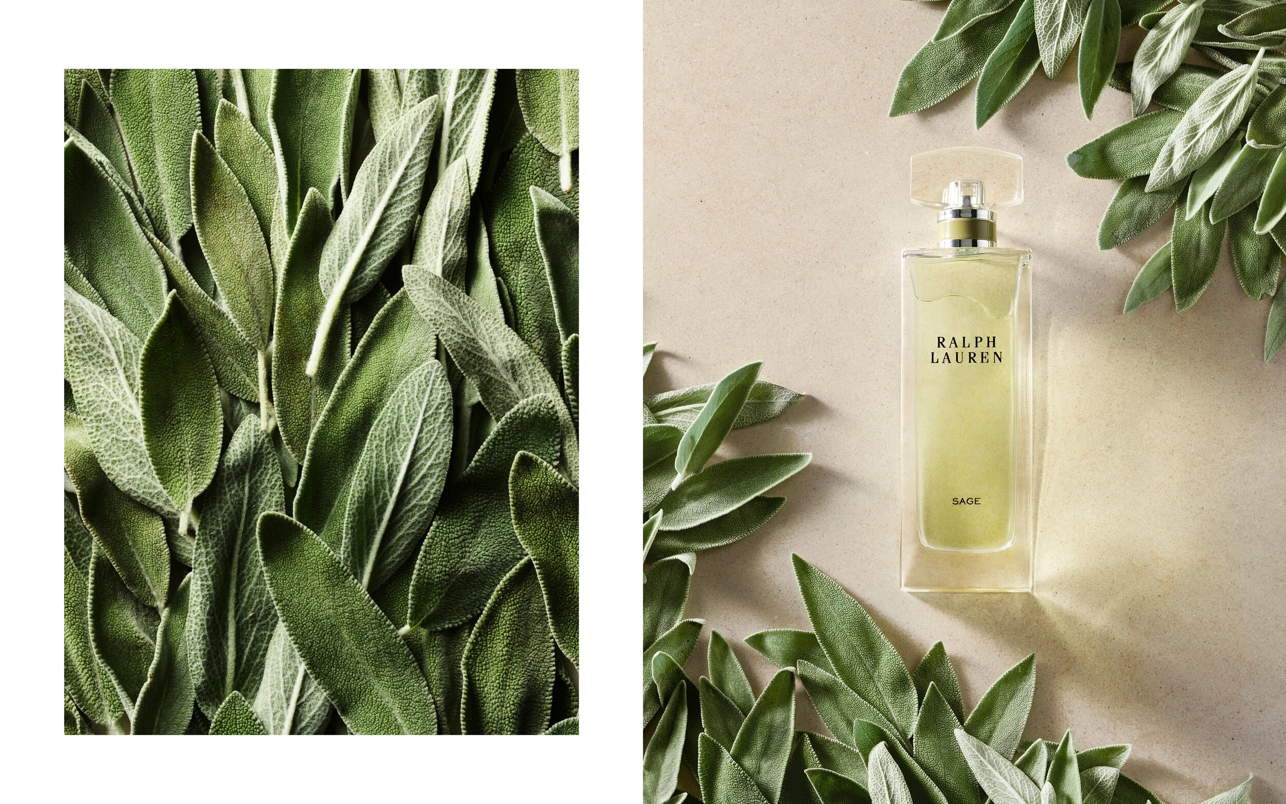 Ralph Lauren collection fragrance 7.jpg