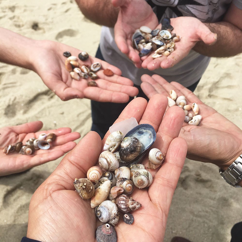 Finding seashells