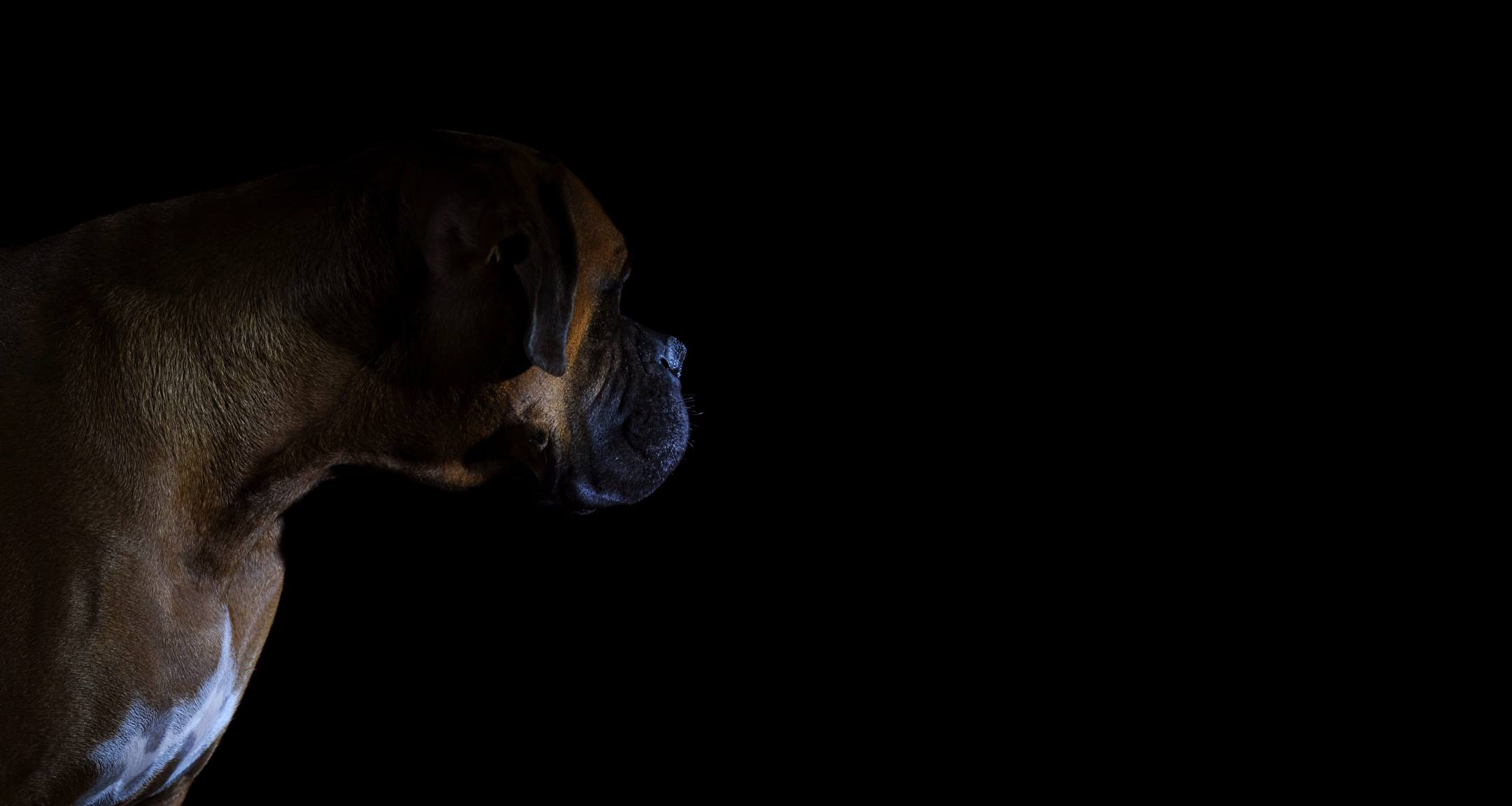 sarge header 3.jpg
